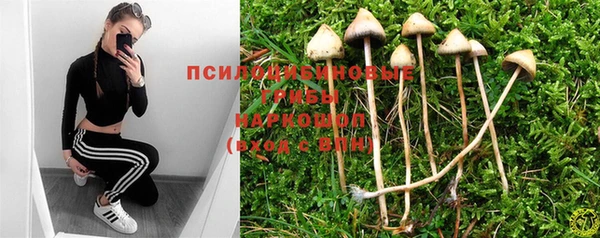 прущие грибы Михайловка